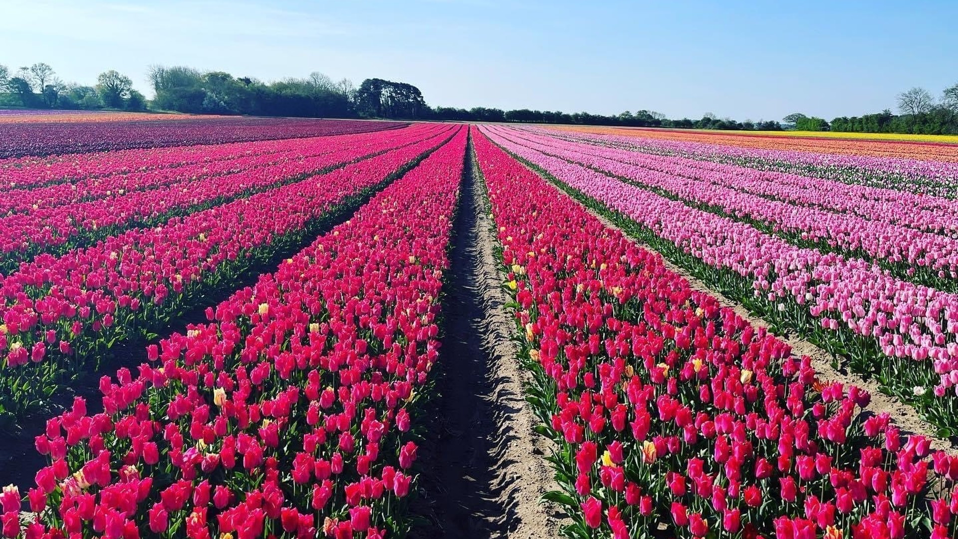 Tulip field in full bloom from the Tulips at Tapping event run by The Norfolk Hospice