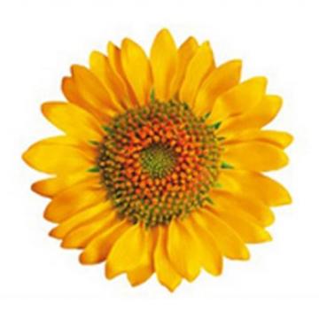Sunflower logo