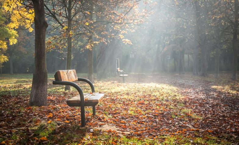 Picture of a bench in a forest with sunlight streaming through