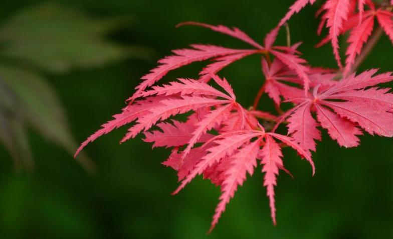 A photo of Japanese maple leaves