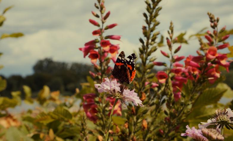 The gardens, flowers and wildlife at Thames Hospice