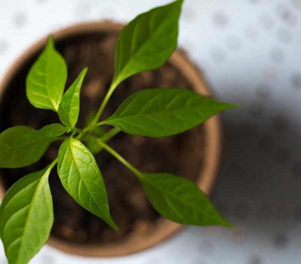 Join our Environmental Sustainability for Hospices Group to connect with and learn from other hospices