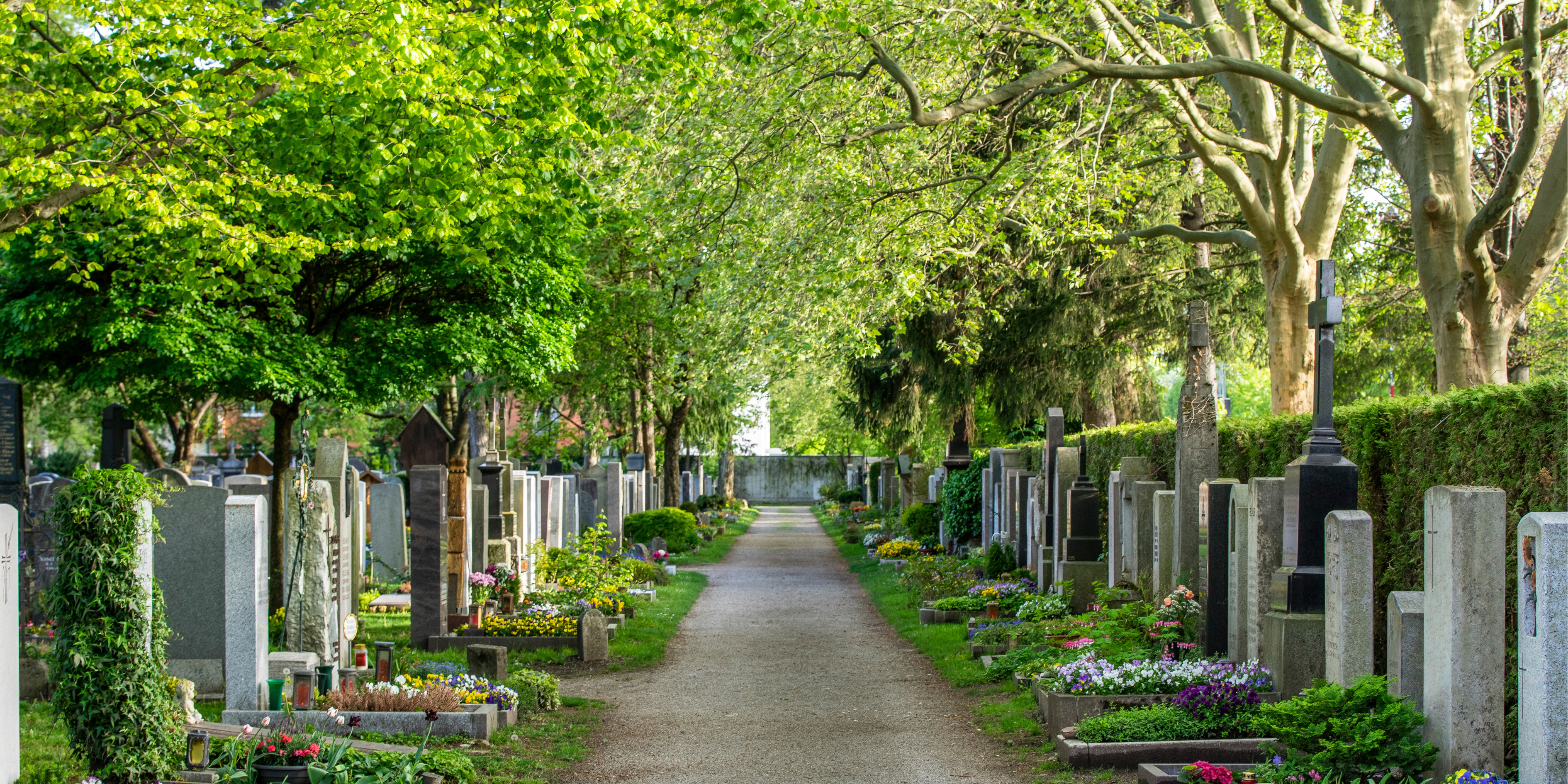 A graveyard with a path going through the middle of two rows of graves surrounded by green, leafy trees