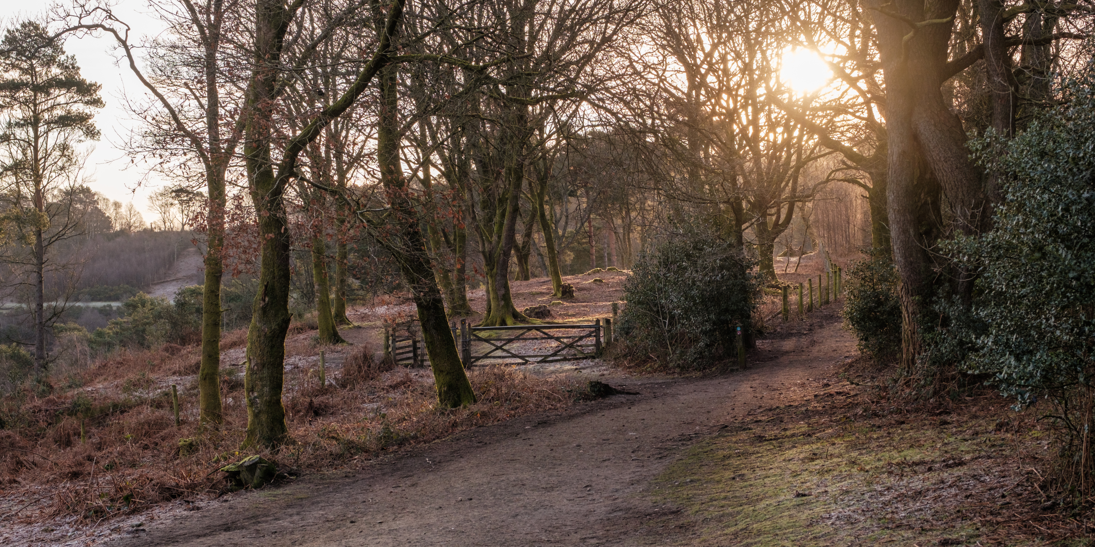 A wintery forest, with bare trees and glistening sunlight