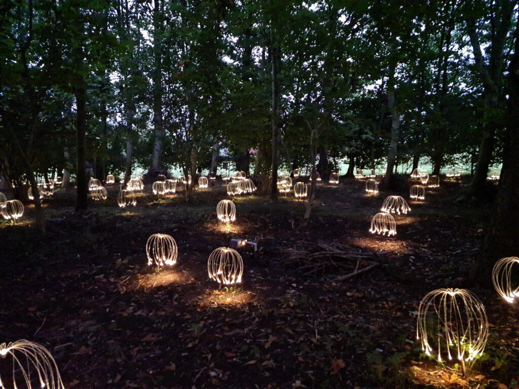 A firefly light display inside a forest