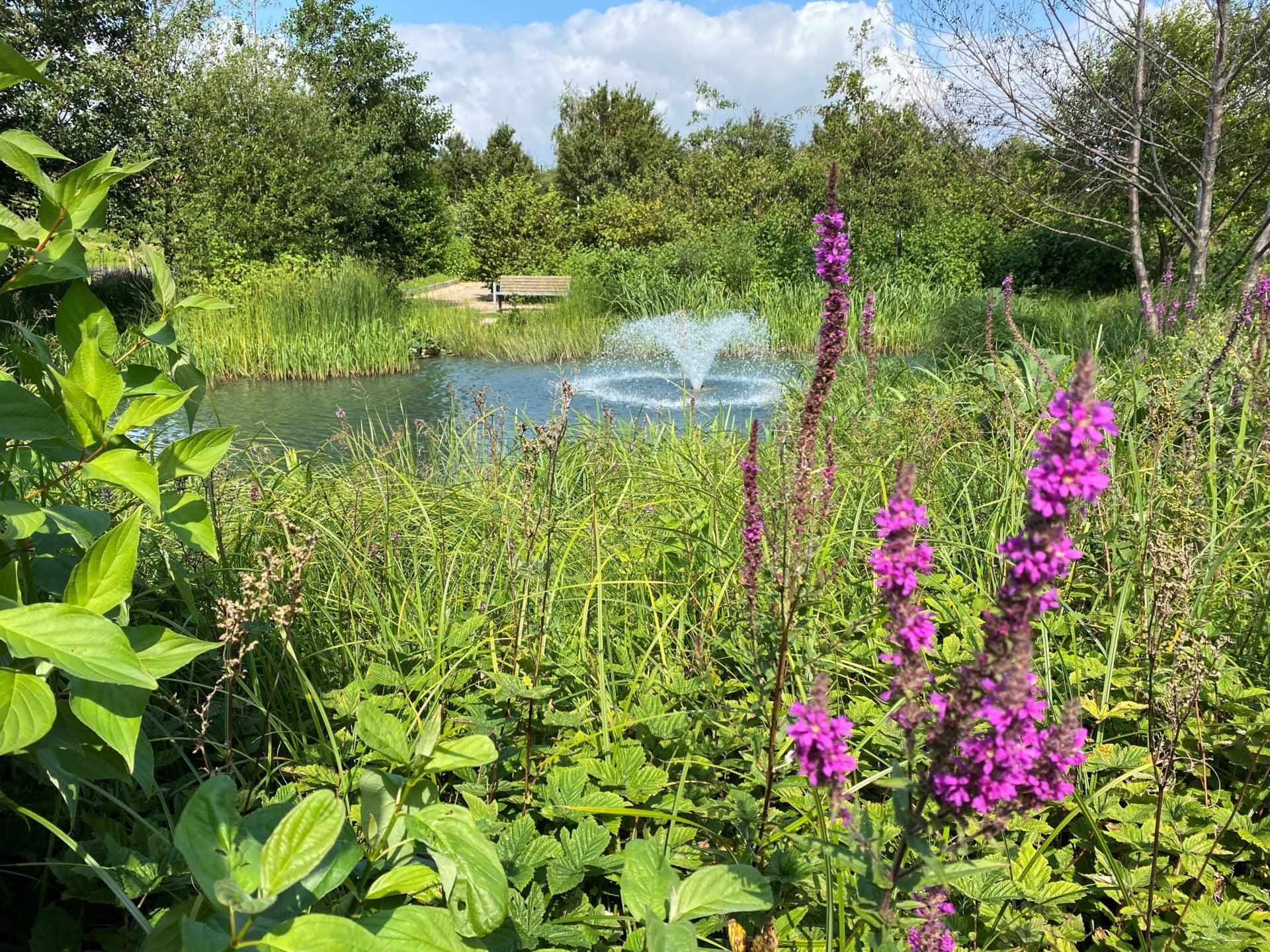 Shrubbery surrounding a water feature in the middle of a pond
