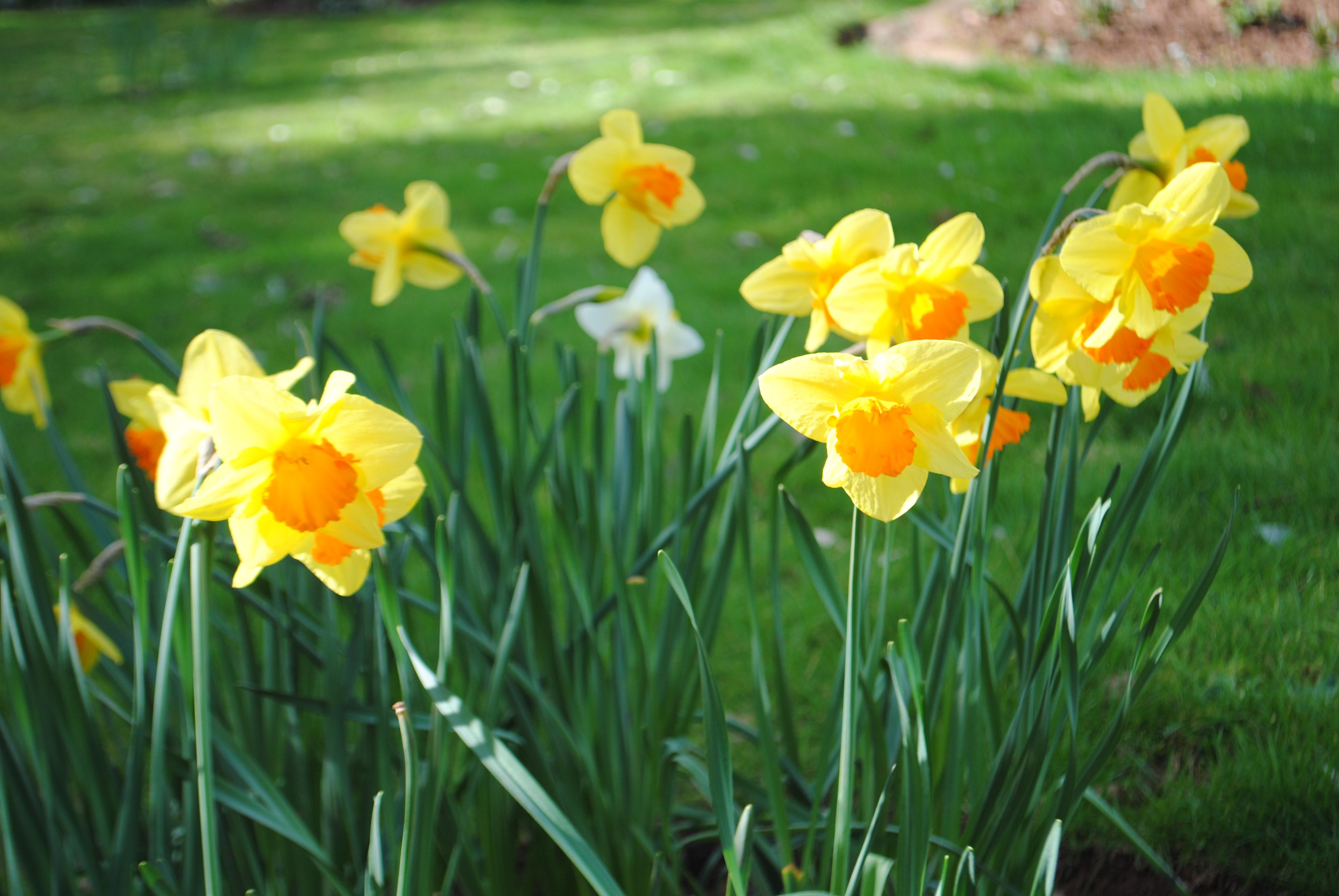 Daffodils growing in a garden
