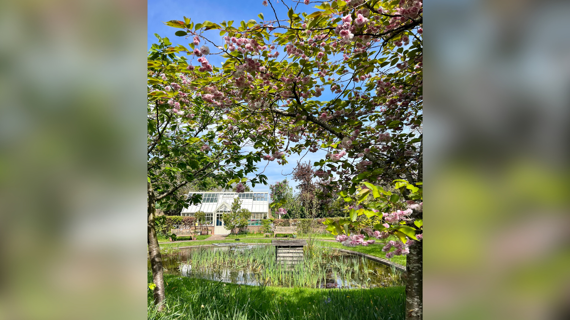 A garden pond surrounded by nature and a cherry blossom tree