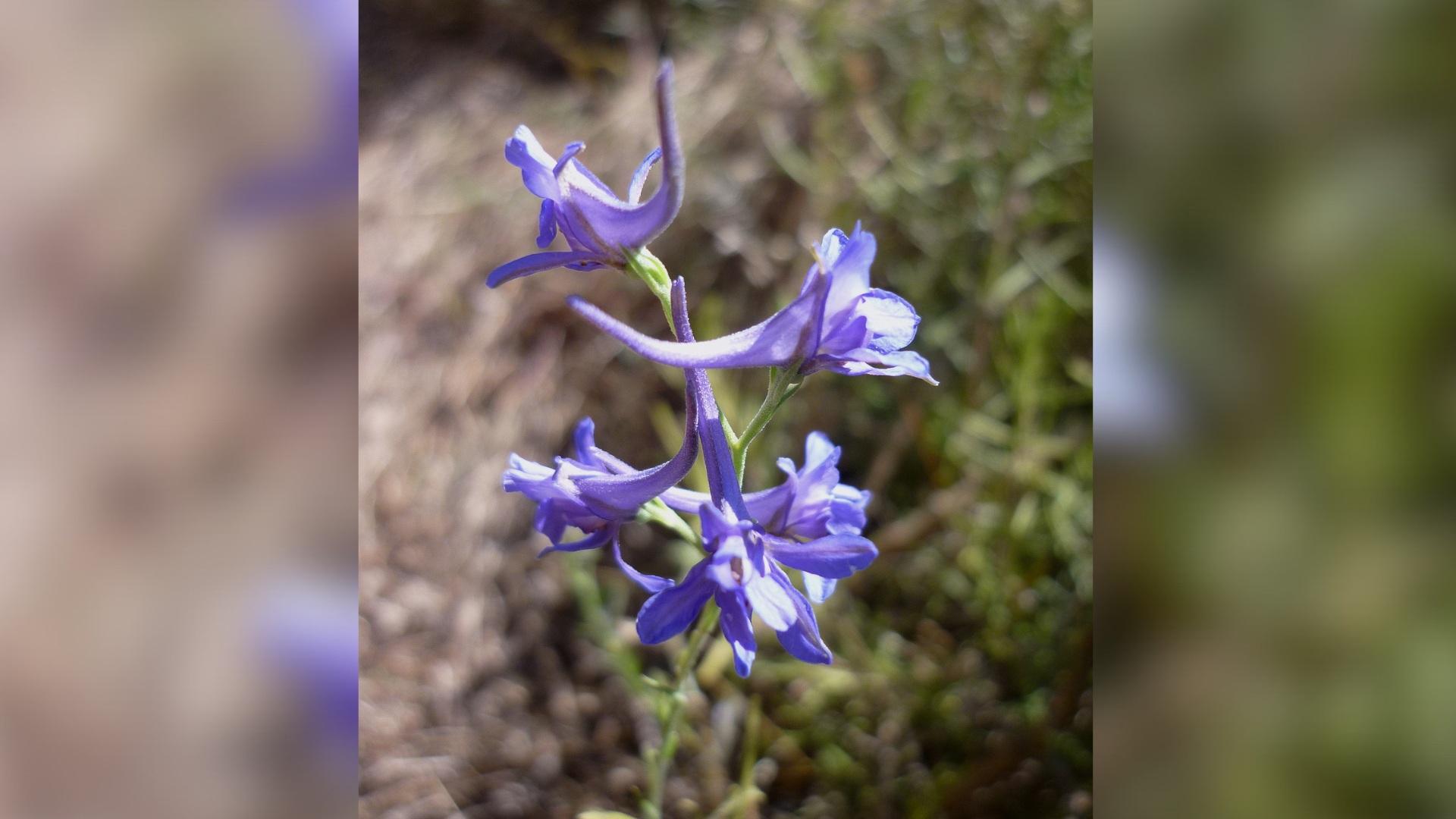 Delphinium peregrinum (image: Isidre blanc, Wikimedia Commons)
