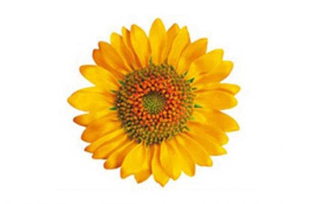 Sunflower logo