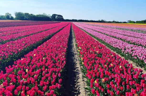 Tulip field in full bloom from the Tulips at Tapping event run by The Norfolk Hospice