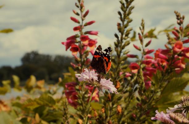The gardens, flowers and wildlife at Thames Hospice
