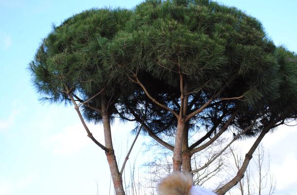 Bringing the Hospice UK Garden of Compassion to life at Hortus Loci