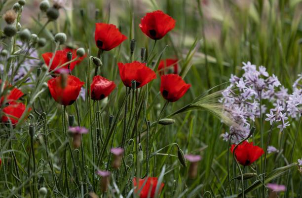 A full list of the plants exhibited at Hospice UK’s Garden of Compassion in 2025 – including some never seen before at the RHS Chelsea Flower Show