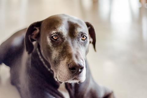 Making Sense of Pet Death