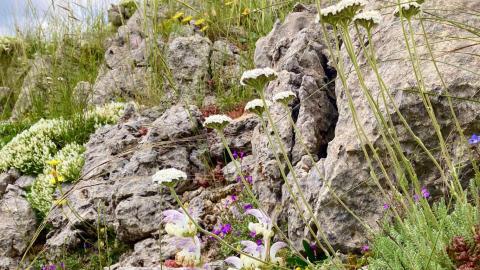 The garden’s monumental boulders root the garden in the local landscape, echoing the role played by the UK’s hospices, who embed themselves so compassionately into their communities.