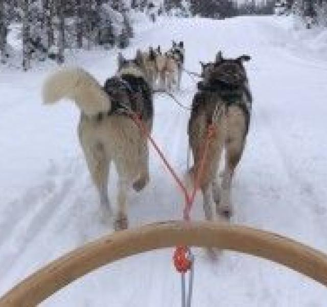 Husky ride