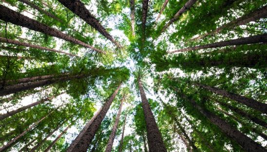 An exploration of how we might make our final step low-carbon and “sustainable” with this Dying Matters event