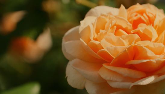 The National Garden Scheme is the largest funder of our work. They have donated more than £6.5million in support of hospice care since 1996.