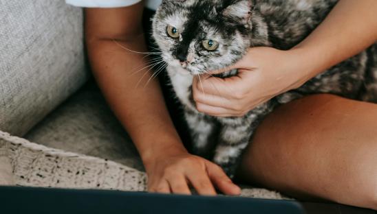 woman working on laptop with pet cat