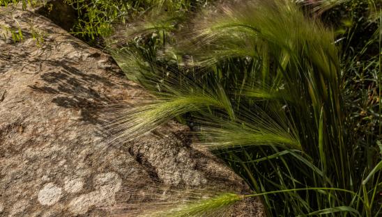 The boulders have been sustainably sourced from Raby Castle Estate in County Durham, as has the dry-stone walling that edges the space