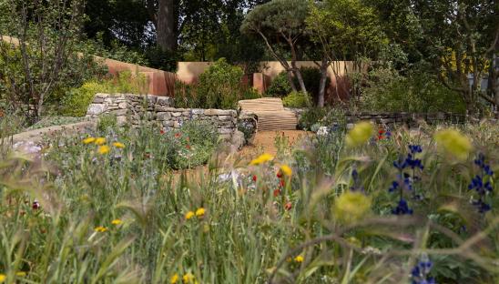 Tom has grown a selection of the specialist plants himself, some from seed he collected on his planting hunting expeditions to the Mediterranean. These include the annual yellow umbel Malabaila aurea.